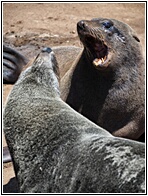 Cape Cross Seal Reserve