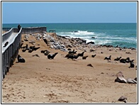 Cape Cross Seal Reserve