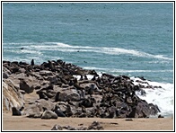 Cape Cross Seal Reserve