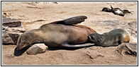 Cape Cross Seal Reserve