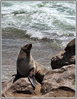 Cape Cross Seal Reserve