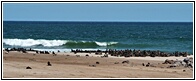 Cape Cross Seal Reserve