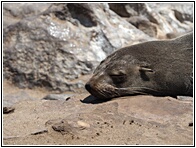 Cape Cross Seal Reserve