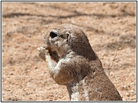 Ground Squirrel