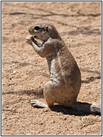 Ground Squirrel