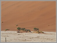 Deadvlei