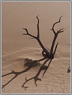 Deadvlei