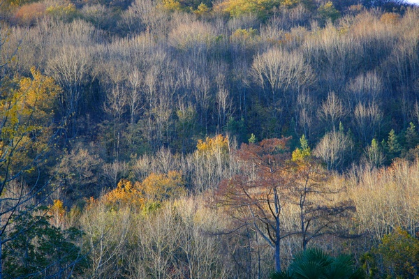 Bosques del Valle de Baztn