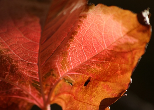 Hoja e Insecto