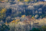 Bosques del Valle de Baztn