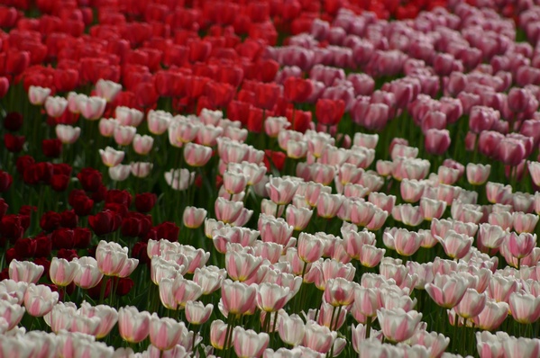 Tulips