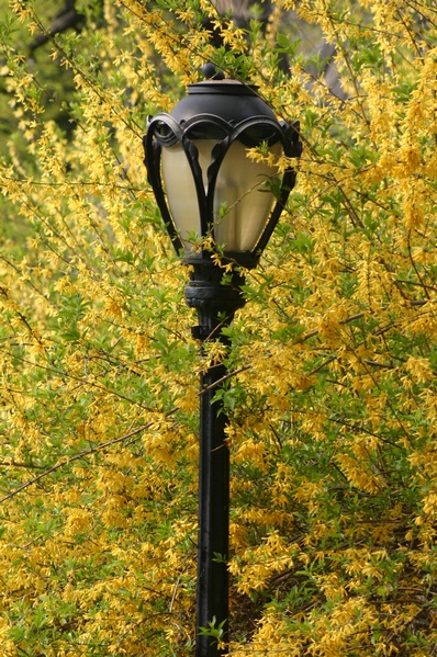 Streetlamp