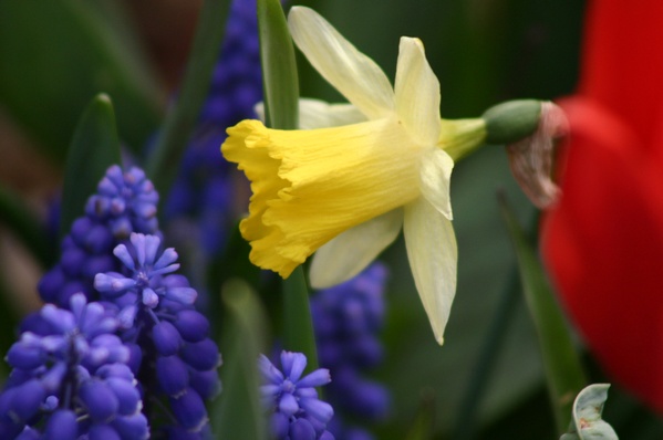 Flowers in bloom