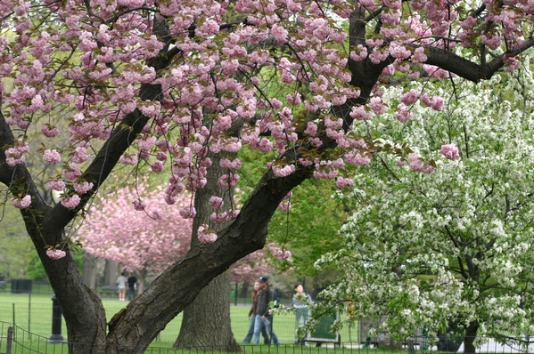 Flowers trees