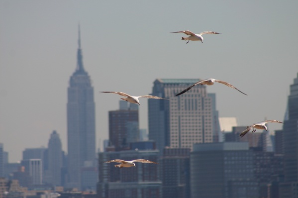 Seagulls