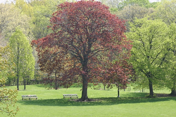 The red tree