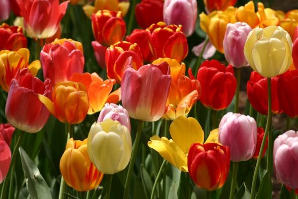 Tulips in Tudor City