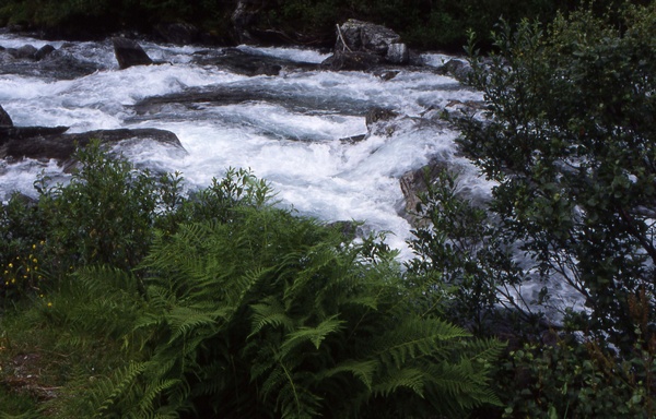 River on a forest