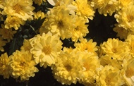 Yellow Flowers