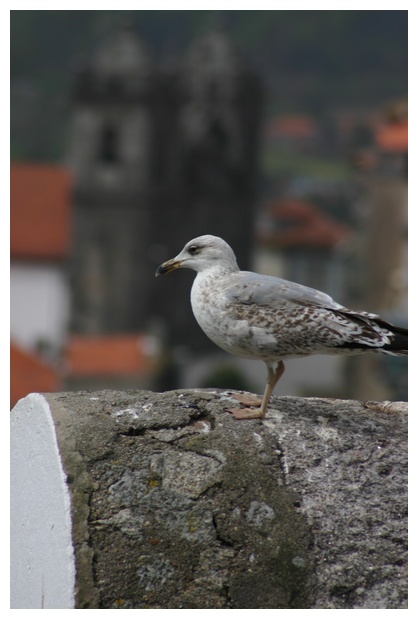 Seagull