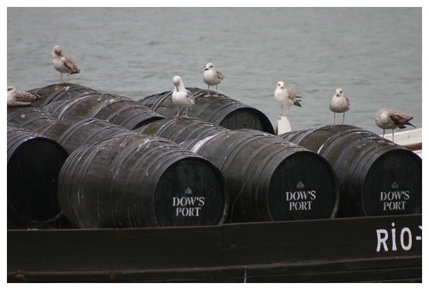 Seagulls in tonnels