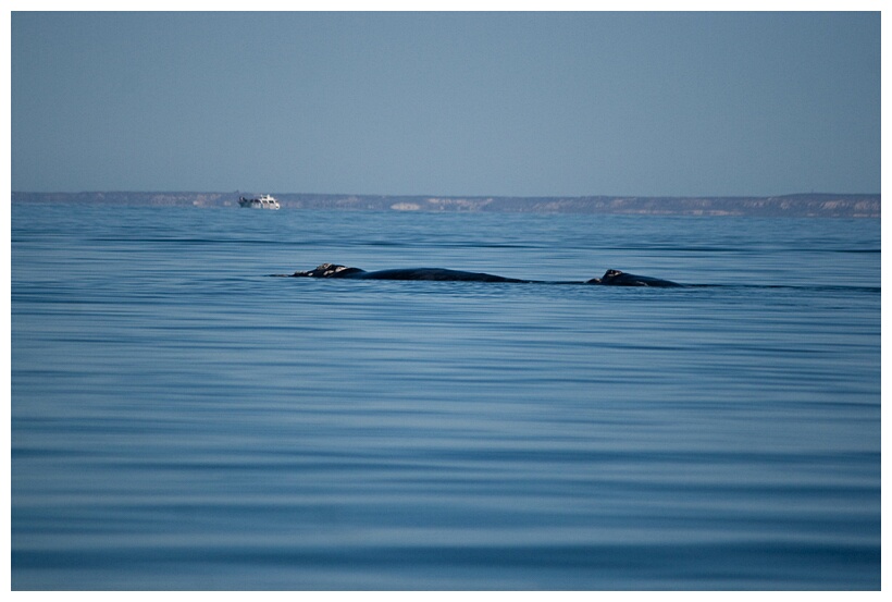 Ballena Franca Austral