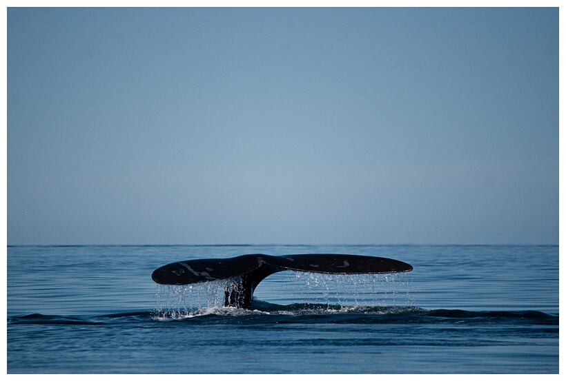 Ballena Franca Austral