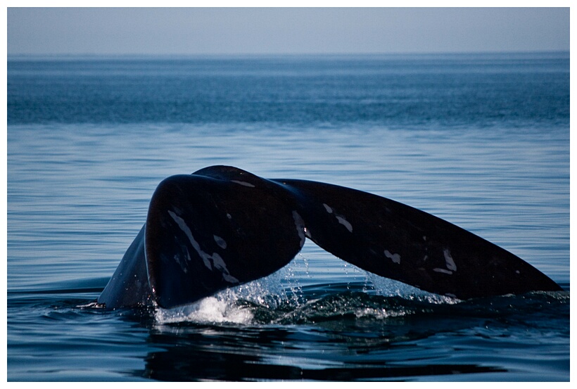 Ballena Franca Austral