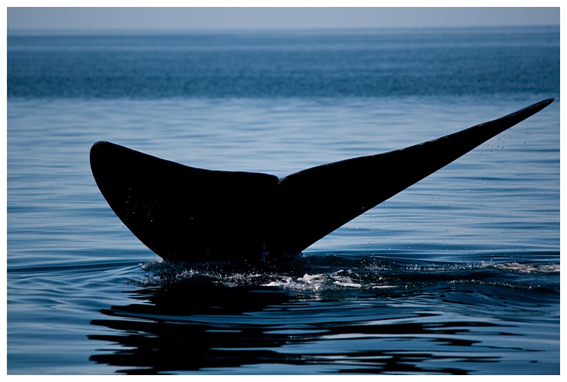 Ballena Franca Austral