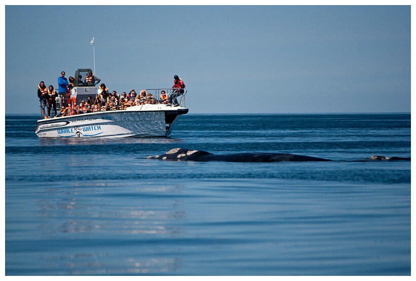 Ballena Franca Austral