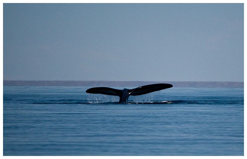 Ballena Franca Austral