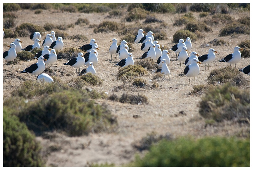 Gaviota Cocinera