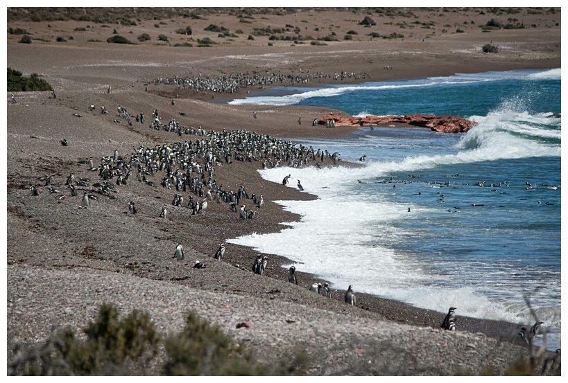 Punta Tombo