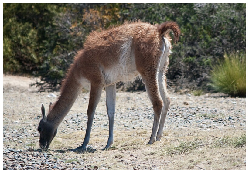 Guanaco