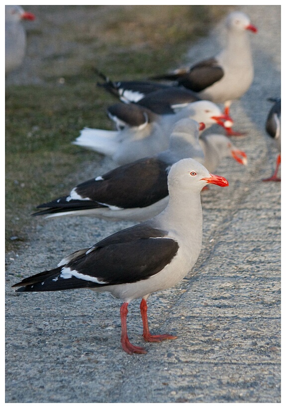 Gaviota Austral