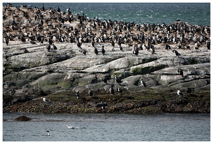 Isla de los Pjaros