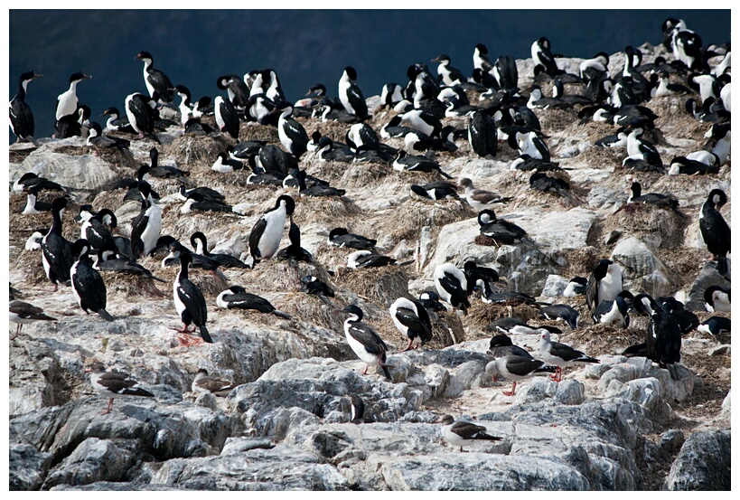 Isla de los Pjaros