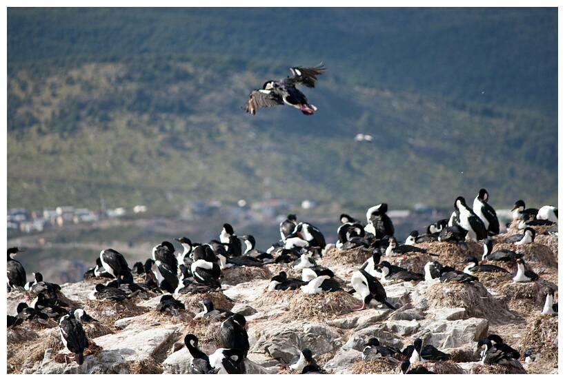 Isla de los Pjaros