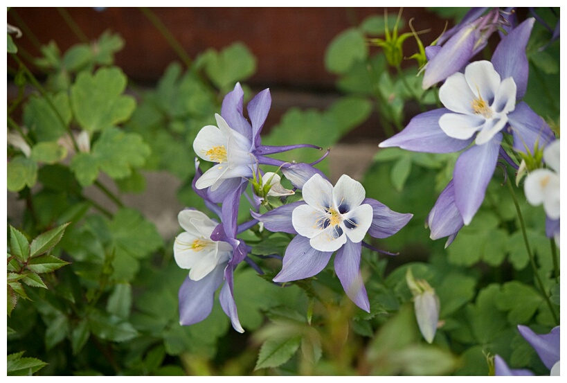 Flores Patagnicas