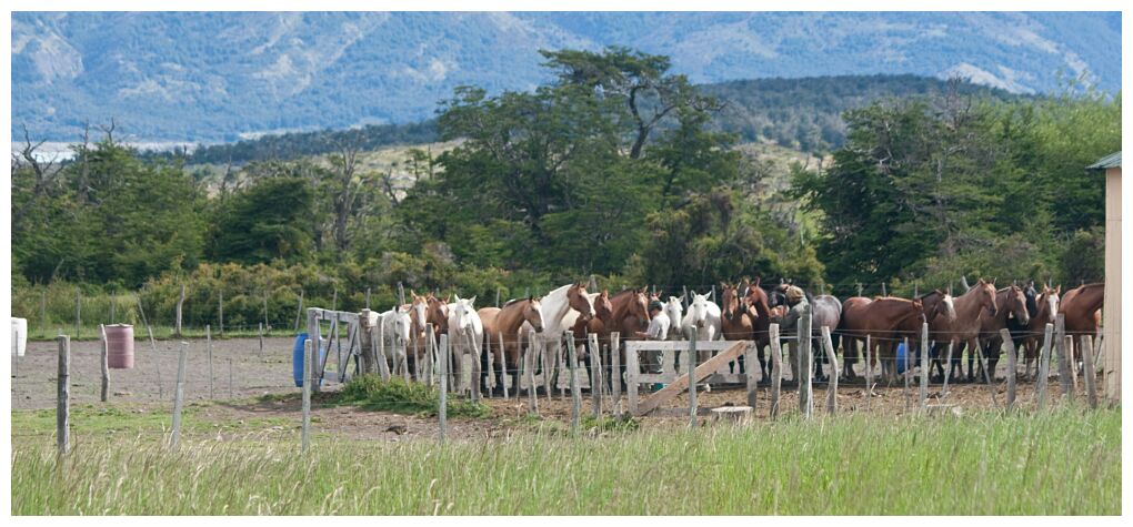 Caballos