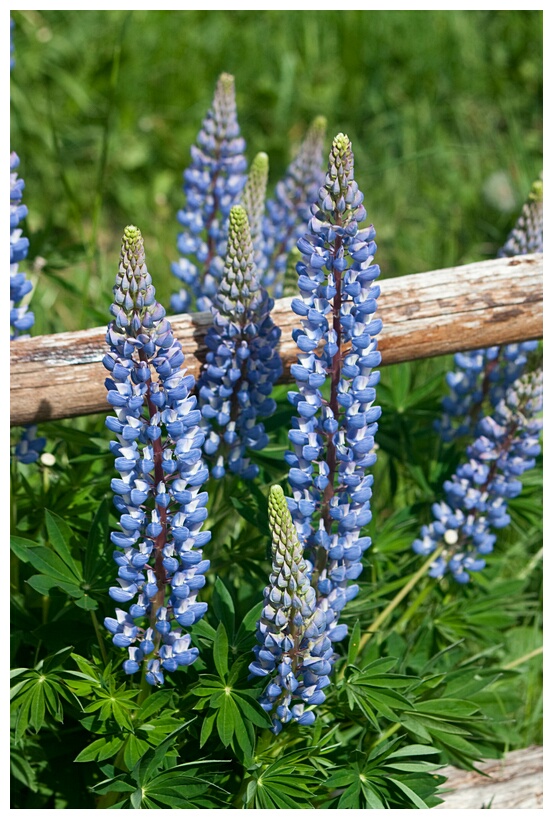 Lupinos