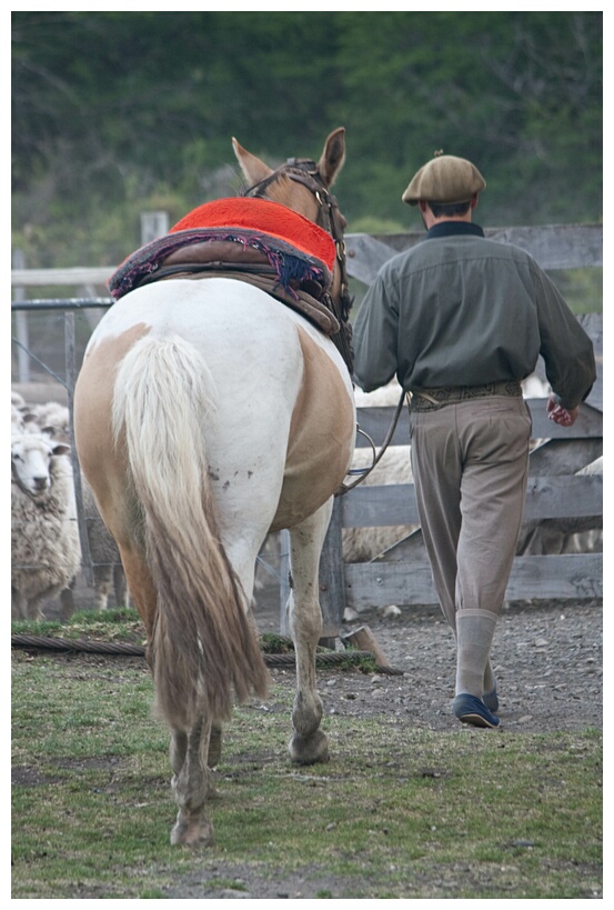 Gaucho