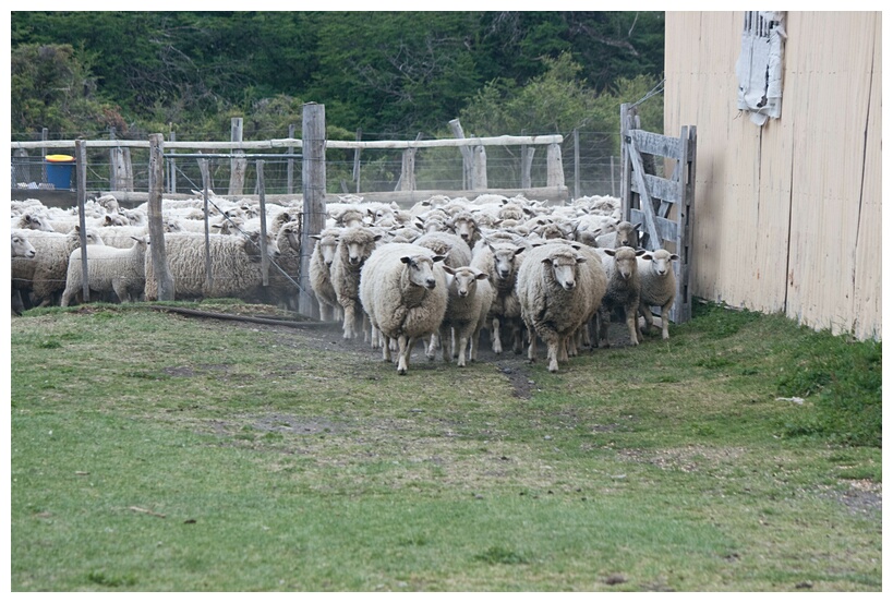 Majada de Ovejas