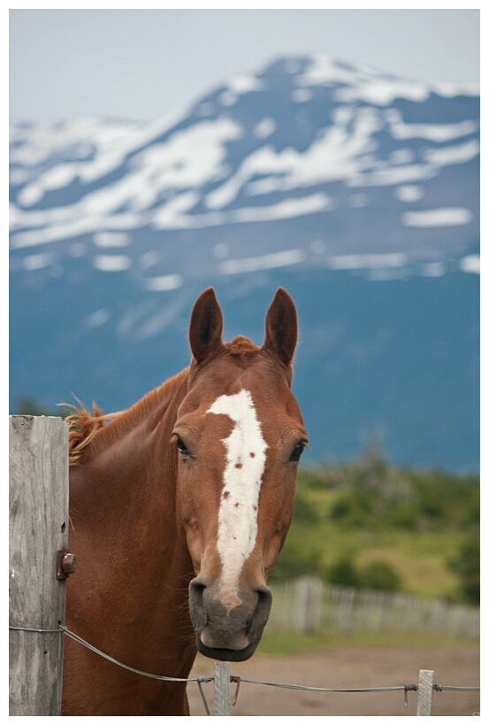 Caballo