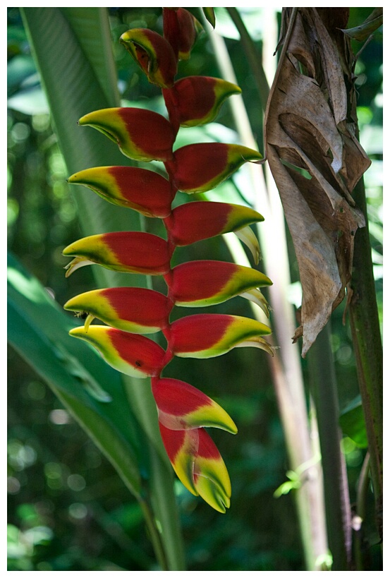 Heliconia