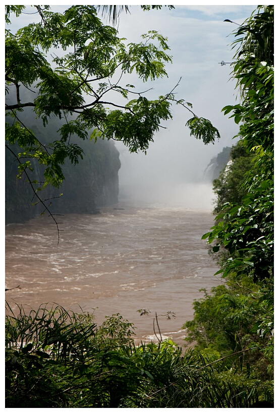 Bosque Subtropical