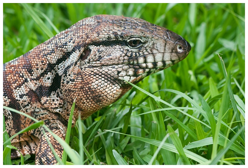 Iguana