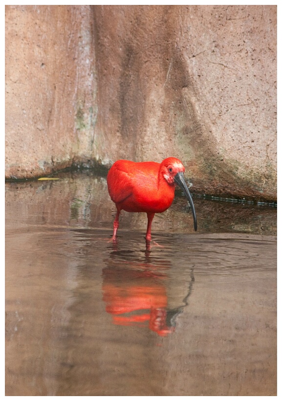 Ibis Escarlata