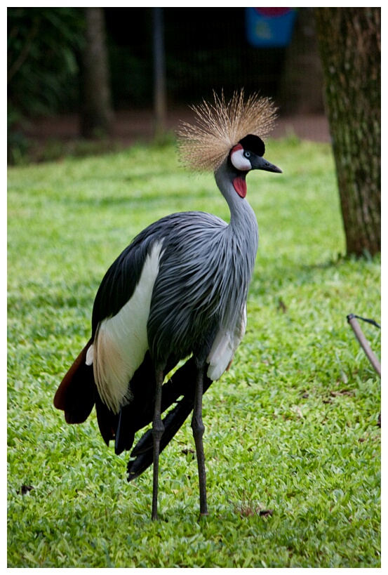 Grulla Coronada 