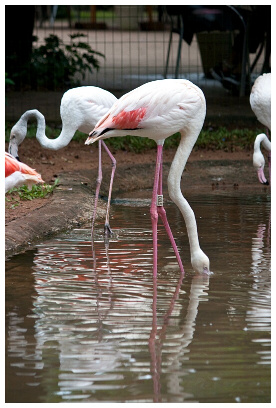 Flamencos